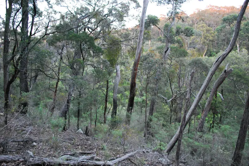Dry eucalypt bush on a hillside
