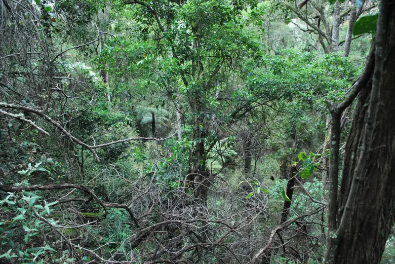 Dense green bush and vines
