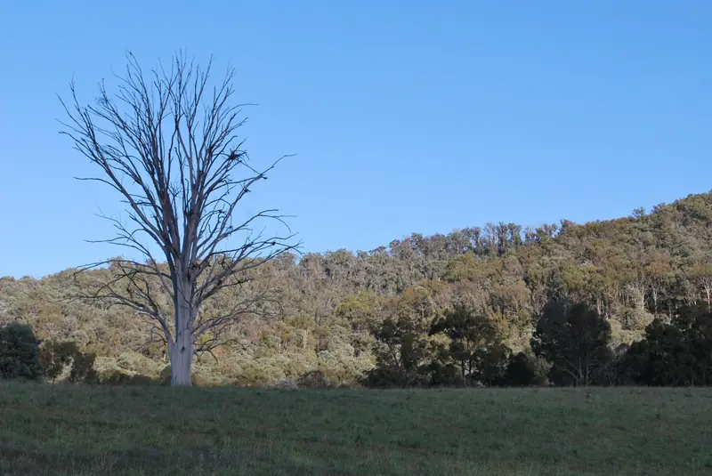 A bare tree in a paddock with forested hills behind