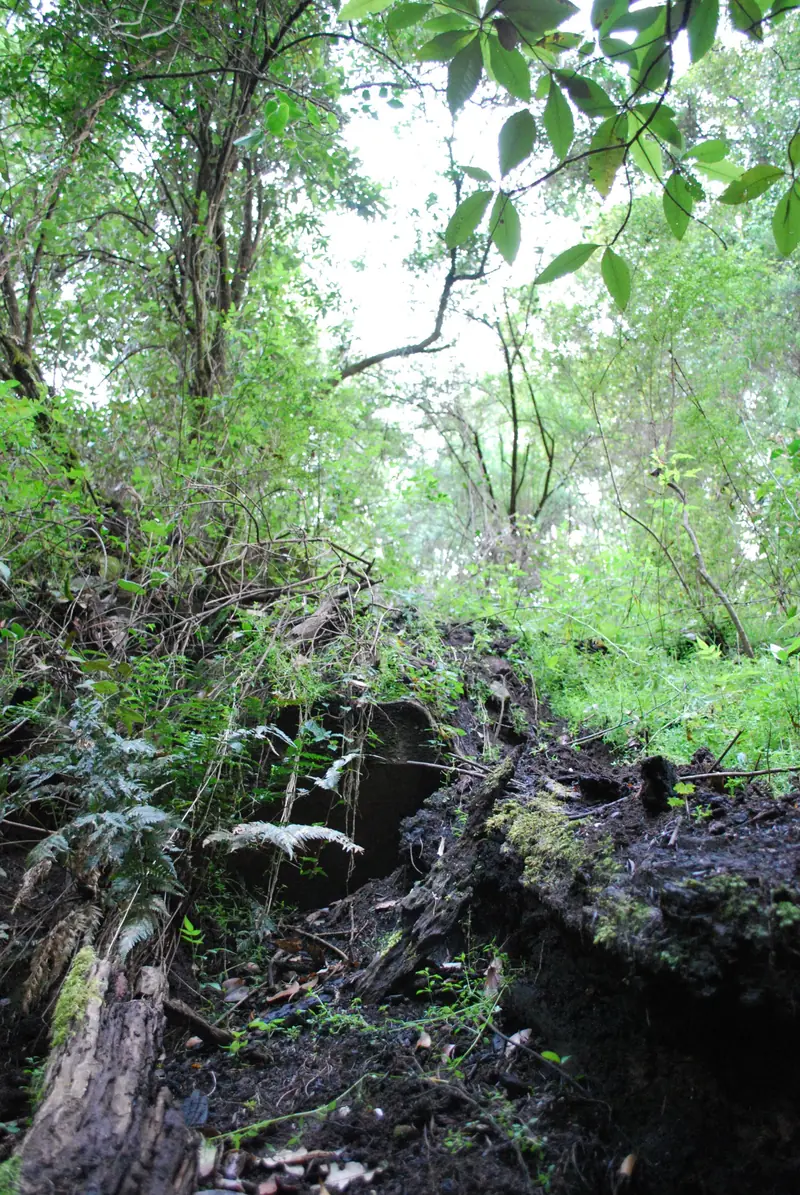 A moss covered stump in damp rainforest