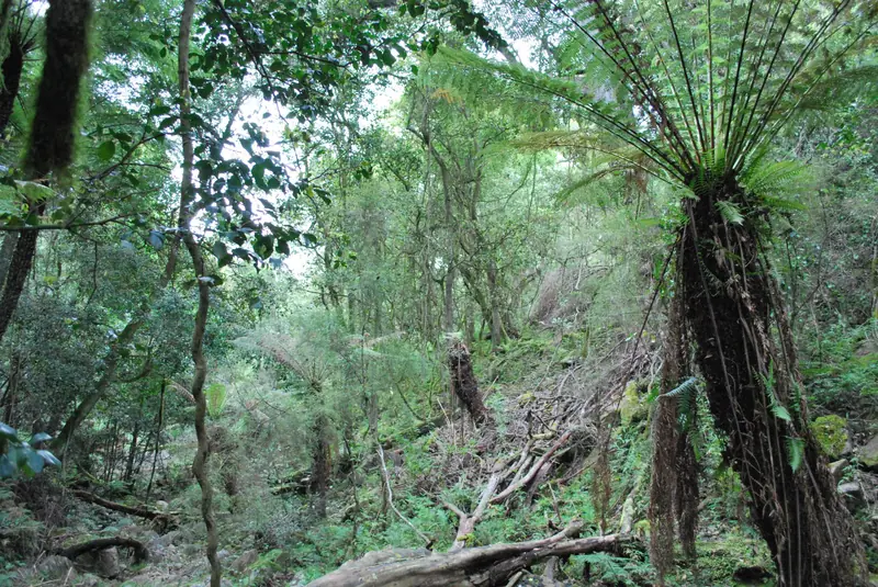 Tree ferns in cool rainforest