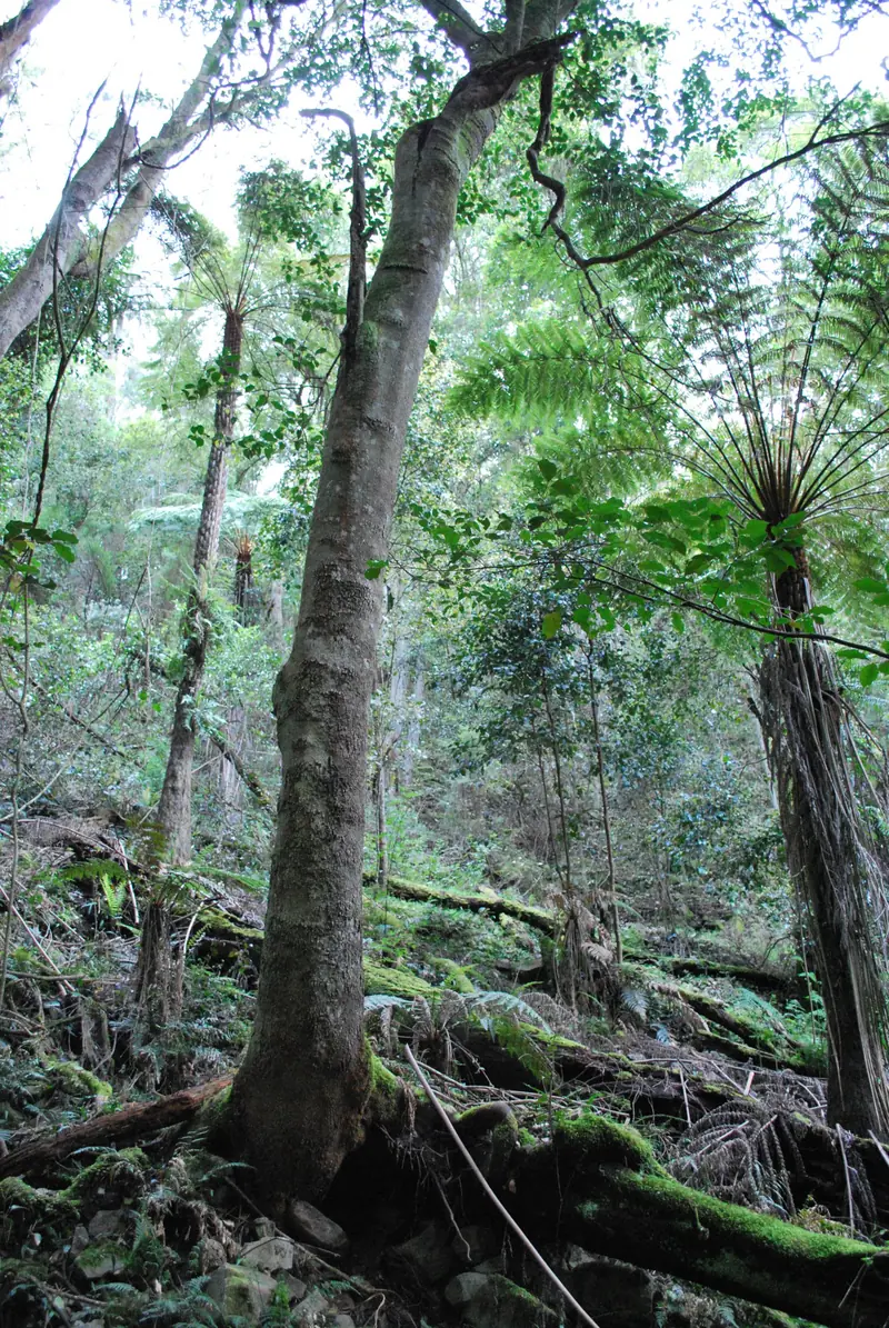 Tree ferns and tall timber in a rainforest gully