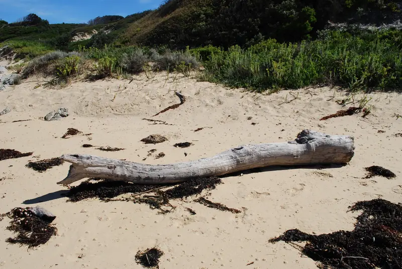 Weathered driftwood on the sand