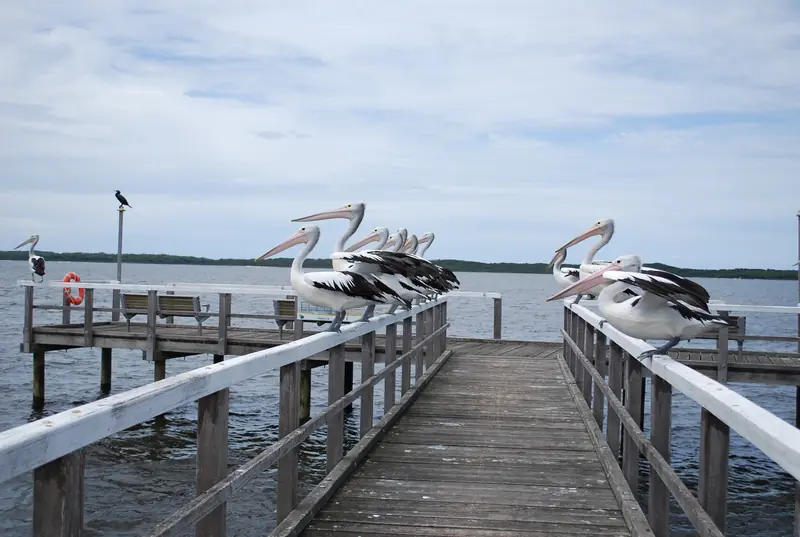 Pelicans on the jetty railings above the water