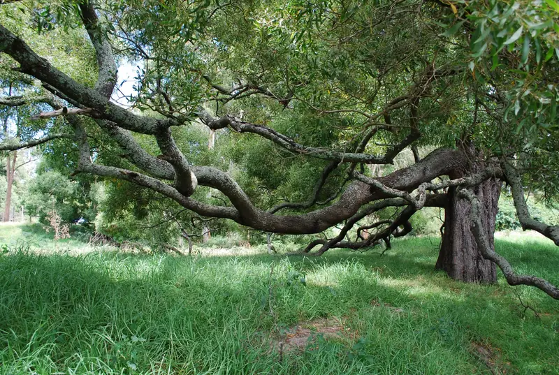 A large old willow spreading over green grass