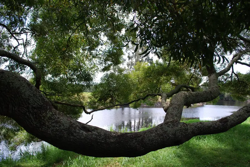 A quiet fishing hole with an overhanging branch