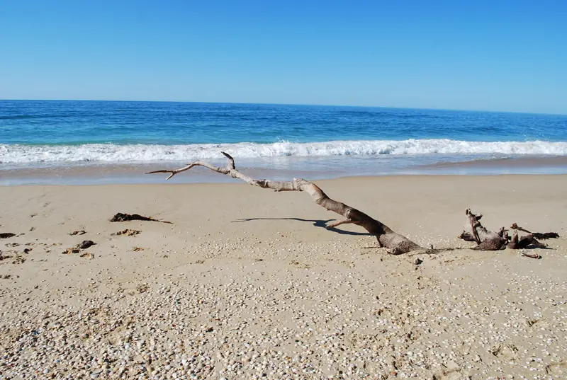 Driftwood on an empty beach