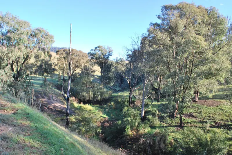 Gum trees along the edge of a cleared paddock