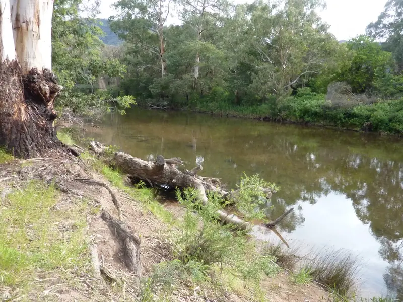 A fallen log on a grassy river bank