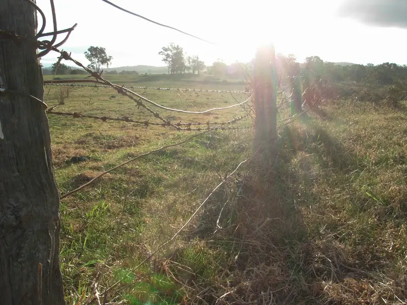 Late afternoon sun through gum trees over a fenced paddock