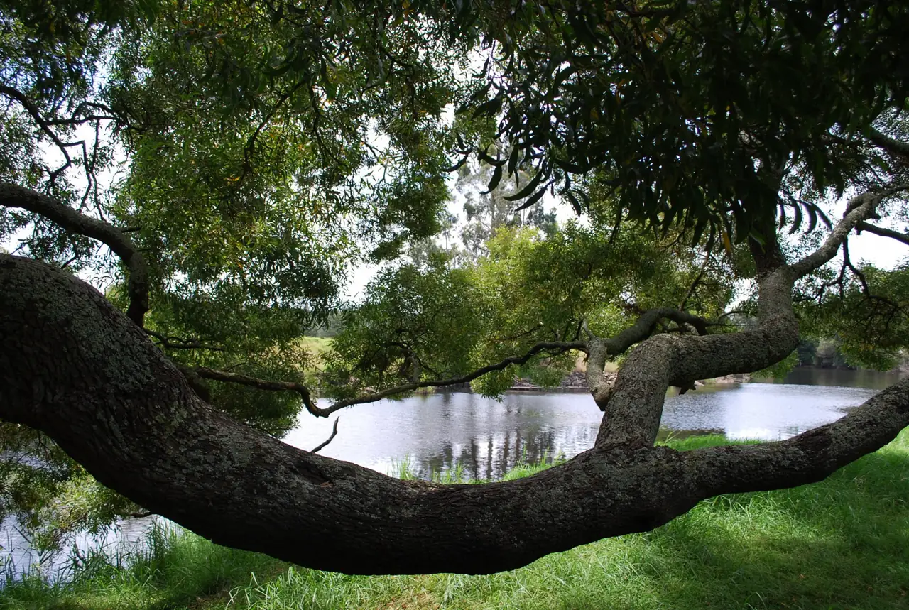 A quiet fishing hole on the Bemm River