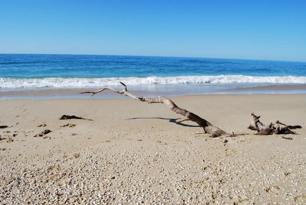 Driftwood on a deserted beach near Marlo