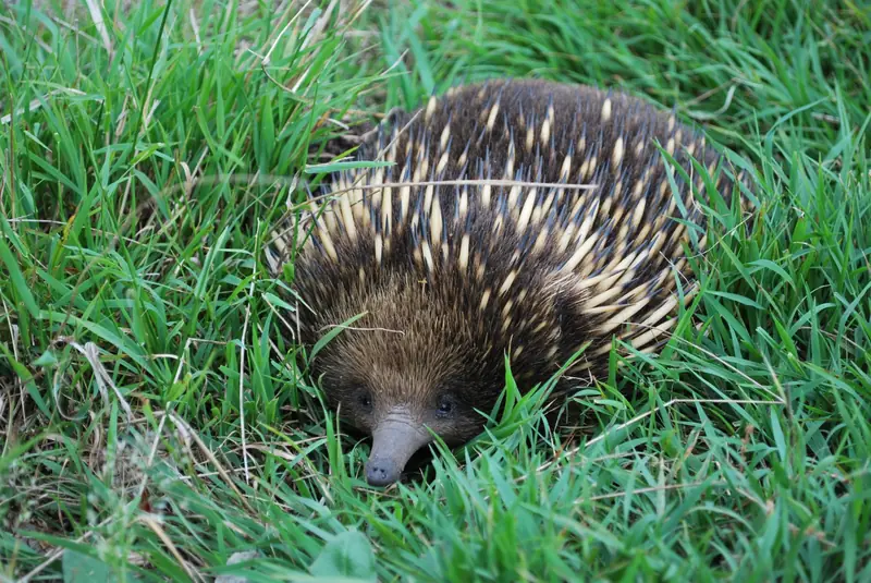 An echidna foraging in the grass in the motel grounds