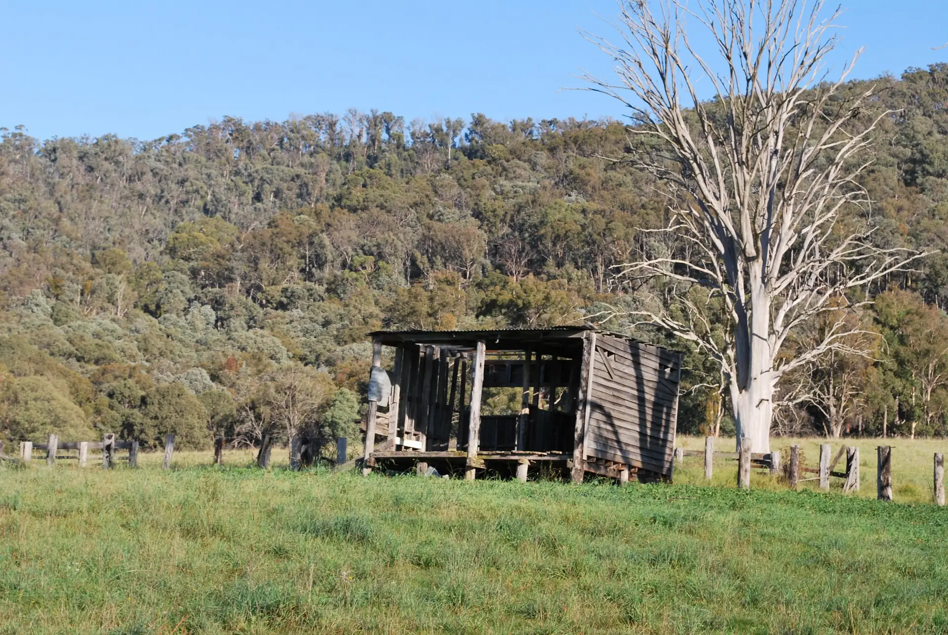 An old timber shearing shed in a paddock on a nearby farm