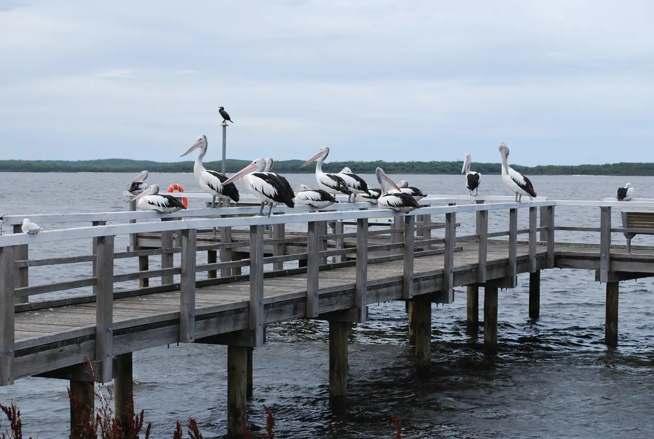 Pelicans on the jetty at the Snowy River estuary