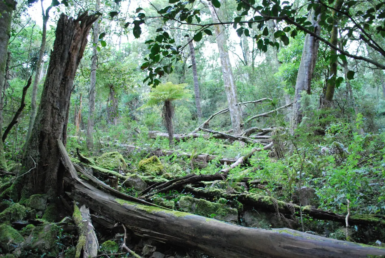 Fallen log and ferns in rainforest near Orbost