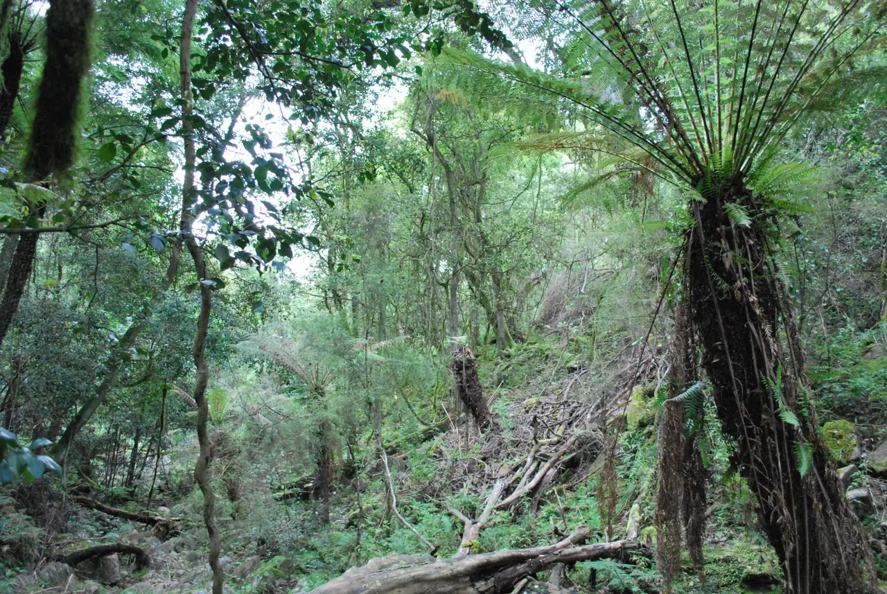 Tree ferns in cool rainforest near Orbost